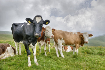 Portrait of cows in the Alps.