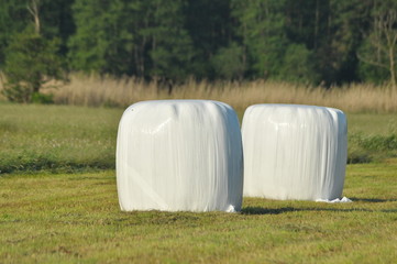 Bales of hay lying on the meadow during haymaking. River Valley