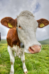 Naklejka na ściany i meble Portrait of a cow in the Alps.