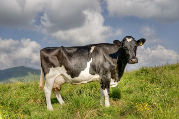 Portrait of a cow in the Italian Alps.