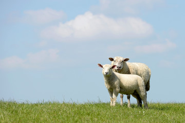 Fototapeta premium Schaf und Lamm