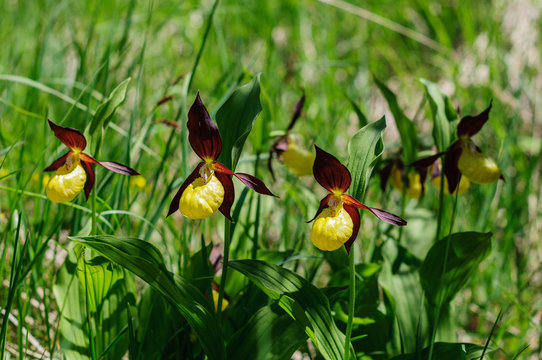 Orchidea, scarpetta di venere