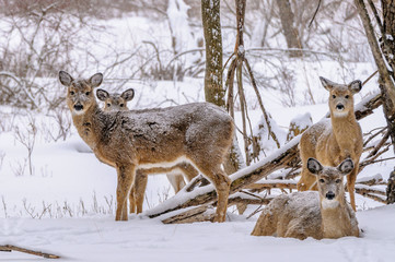 Naklejka na ściany i meble Winter Whitetail Deer