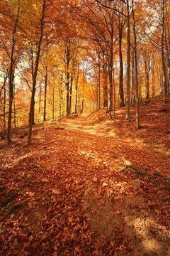 Fototapeta autumn forest