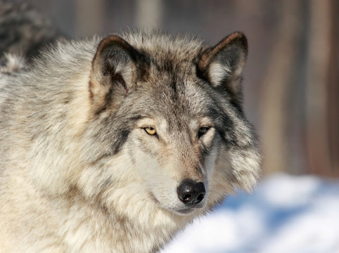 portrait de loup gris