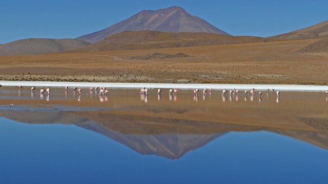 Laguna flamingo Bolivia