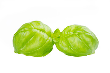 basil leaves isolated on white