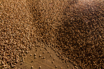Close up view of cork transformation into small balls.