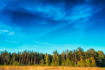 Pine Forest Under Deep Blue Sky, Russian Nature Background