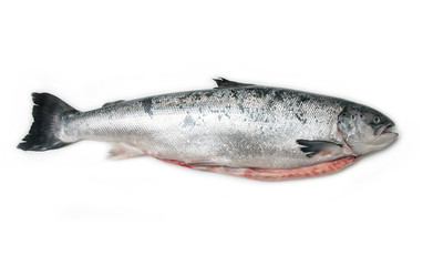 Whole Scottish salmon fish isolated on a white studio background