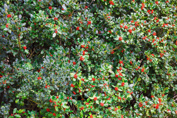 Sfondo di agrifoglio