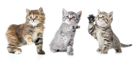 Fototapeta premium Set of various kittens with paw up isolated