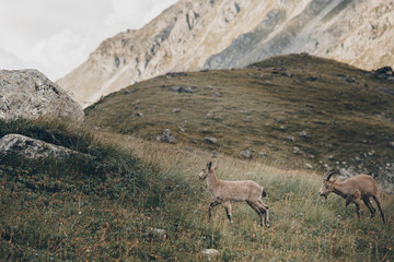 The West Caucasian goats