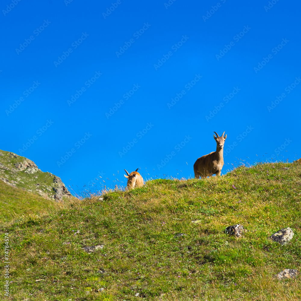 Wall mural caucasian goats in the mountains