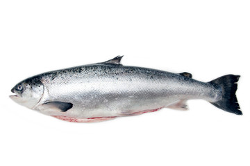 Whole Scottish salmon fish isolated on a white studio background