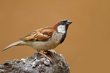 Male House Sparrow perched on rock; Passer domesticus