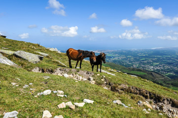 Chevaux Pottok