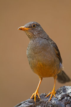 Karoo Thrush perched on rock; Turdus smithi