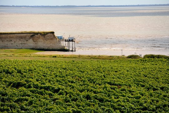 vignes du Talmonnais