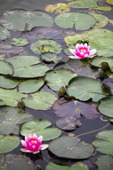 View of a beautiful pink lotus flower on a pond.