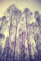 Looking up through trees, retro filtered.