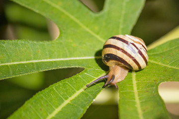Snail on green leaf closeup view