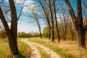 Spring Season In Park. Green Young Grass, Trees On Blue Sky Back