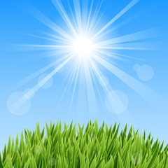 Green Grass And Sun Beam