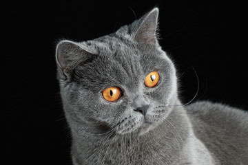 удивление кошки