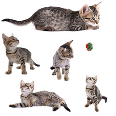 Collection of cute kitten isolated on white