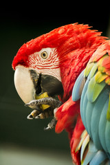 Close up view of a beautiful scarlet macaw parrot eating fruit.