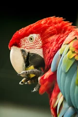 Poster Close up view of a beautiful scarlet macaw parrot eating fruit. © Mauro Rodrigues