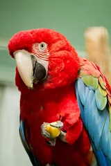 Foto op Canvas Close up view of a beautiful scarlet macaw parrot eating fruit. © Mauro Rodrigues