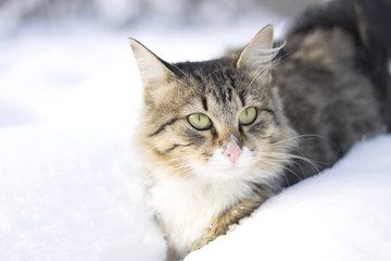 fluffy cat walking on snow