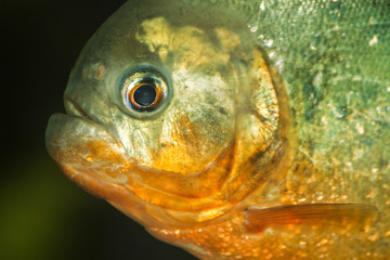 Close up view of a red bellied piranha fish on a tank.