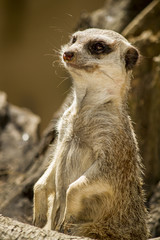 Fototapeta premium small meerkat or suricate (Suricata suricatta) 