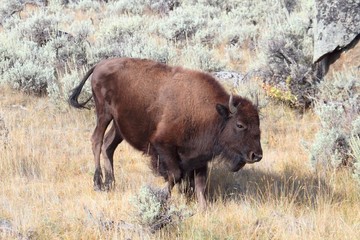 American Bison (Buffalo)