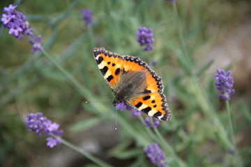 Schmetterling
