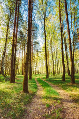Sunlight Sunset Sunrise Woods In Forest