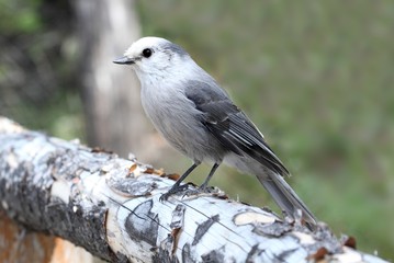 Fototapeta premium Gray Jay (Perisoreus canadensis)