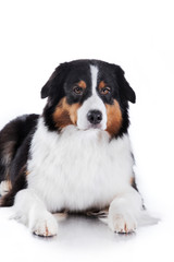 Dog breed Australian Shepherd, Aussie