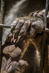 Close up view of a Hamadryas baboon (Papio hamadryas) hand.