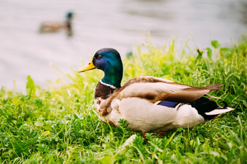 The duck male Close-Up