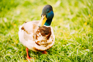 The duck male Close-Up