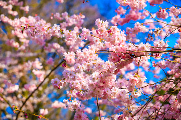 Cherry blossom, sakura flowers