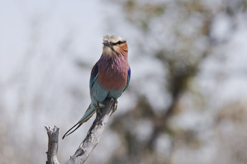 Gabelracke, Etoscha-Nationalpark, Namibia, Afrika