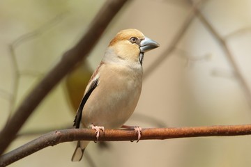 Grosbeak (Coccothraustes coccothrautes) on a branch