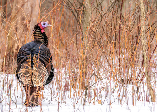 Wild Turkey
