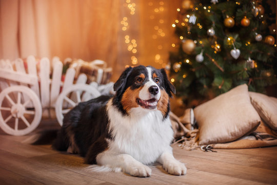 Dog breed Australian Shepherd, Aussie, Christmas and New Year