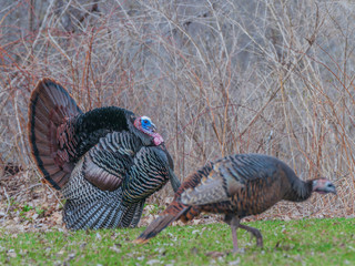 Wild Turkey © brm1949